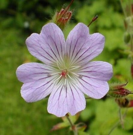 Geranium 'Chantilly' P9