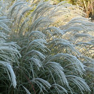 Miscanthus sinensis 'Herman Mussel' P11