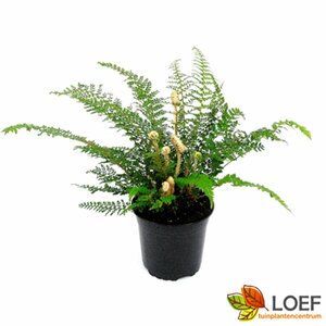 Polystichum setiferum 'Herrenhausen' C2 - afbeelding 4