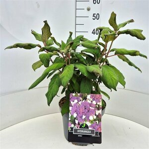Hydrangea aspera 'Macrophylla' C3 - afbeelding 3