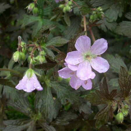 Geranium macul. 'Espresso' P9