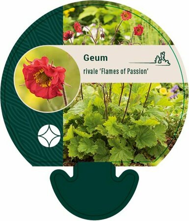 Geum rivale 'Flames of Passion' P9 - afbeelding 1