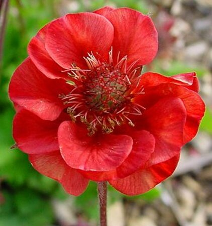 Geum rivale 'Flames of Passion' P9 - afbeelding 2