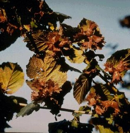 Corylus maxima 'Purpurea' 175/200 C. - afbeelding 1