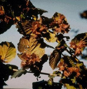 Corylus maxima 'Purpurea' 175/200 C.
