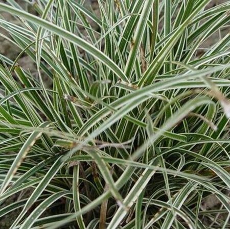 Carex conica 'Snowline' P9 - afbeelding 1