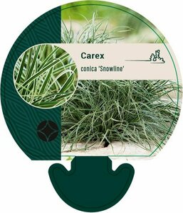 Carex conica 'Snowline' P9 - afbeelding 2