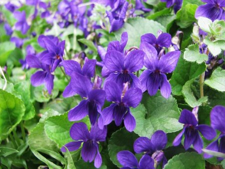 Viola odorata P9 - afbeelding 1