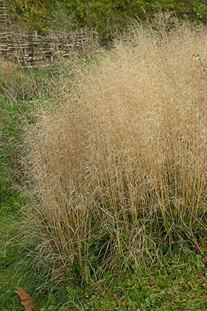 Deschampsia cesp. 'Palava' P9