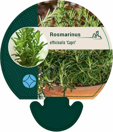 Rosmarinus officinalis 'Capri' C2 - afbeelding 2