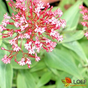 Centranthus ruber 'Coccineus' C2