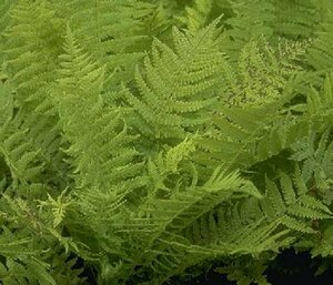 Matteuccia struthiopteris C2 - afbeelding 2