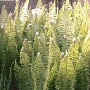 Matteuccia struthiopteris C2 - afbeelding 5