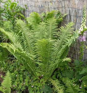 Matteuccia struthiopteris C2 - afbeelding 3