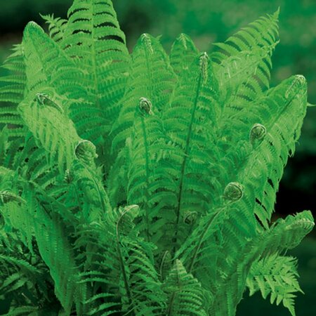 Matteuccia struthiopteris C2 - afbeelding 4