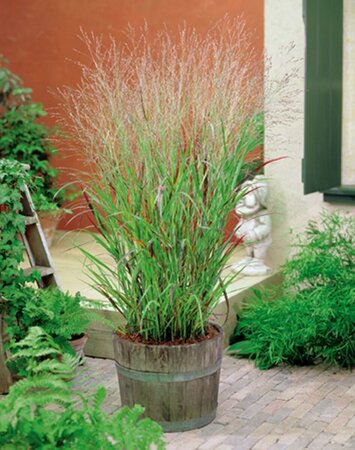 Panicum virgatum 'Shenandoah' C2 - afbeelding 2