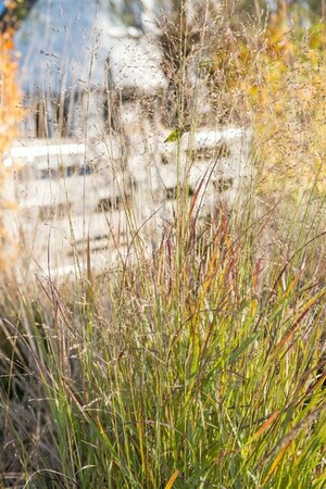 Panicum virgatum 'Shenandoah' C2 - afbeelding 1
