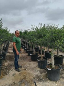 Olea europaea ST. 100 C.  - afbeelding 9