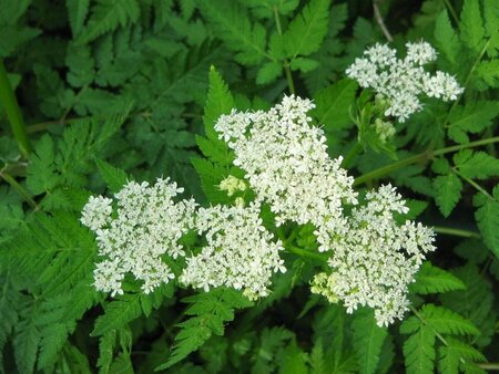 Myrrhis odorata P9 - afbeelding 1