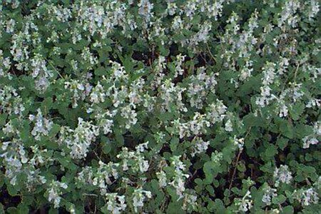 Nepeta faassenii 'Snowflake' P9 - afbeelding 1