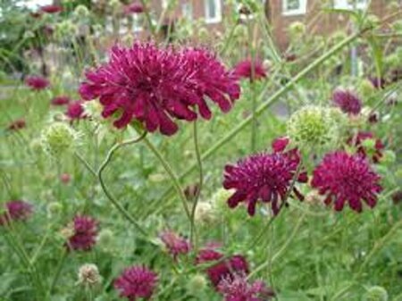 Knautia macedonica 'Red Knight' P9