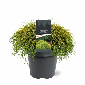 Chamaecyparis pisifera 'Sungold' 20/25 C. - afbeelding 7