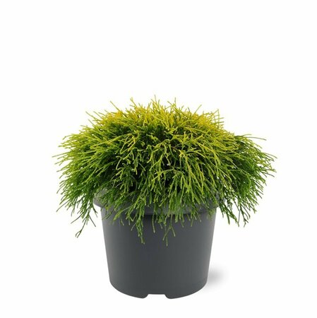 Chamaecyparis pisifera 'Sungold' 20/25 C. - afbeelding 4