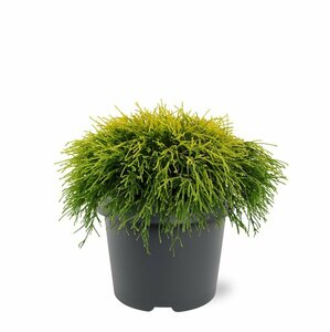 Chamaecyparis pisifera 'Sungold' 20/25 C. - afbeelding 4