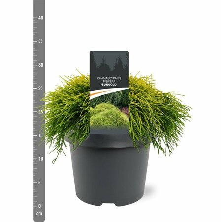 Chamaecyparis pisifera 'Sungold' 20/25 C. - afbeelding 5