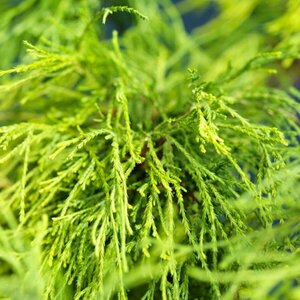 Chamaecyparis pisifera 'Sungold' 20/25 C. - afbeelding 6