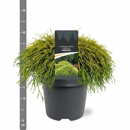 Chamaecyparis pisifera 'Sungold' 20/25 C. - afbeelding 9