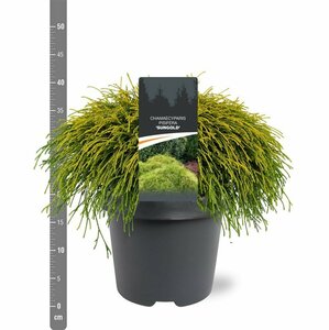 Chamaecyparis pisifera 'Sungold' 20/25 C. - afbeelding 9