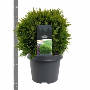 Thuja occidentalis 'Danica' 20/25 C. - afbeelding 15