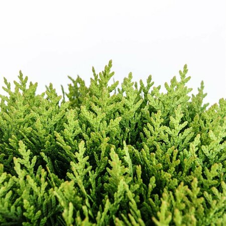 Thuja occidentalis 'Danica' 20/25 C. - afbeelding 14