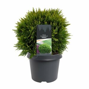 Thuja occidentalis 'Danica' 20/25 C. - afbeelding 13