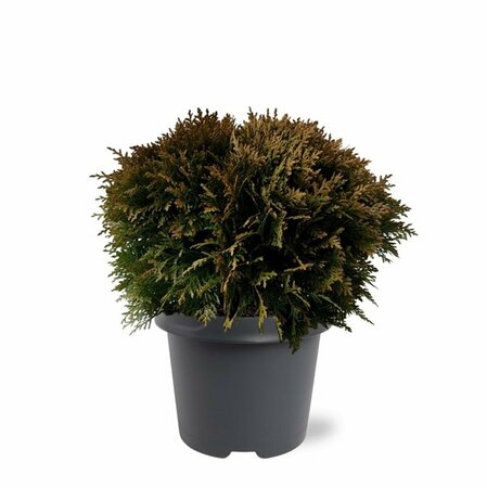 Thuja occidentalis 'Danica' 20/25 C. - afbeelding 5