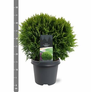 Thuja occidentalis 'Danica' 20/25 C. - afbeelding 4