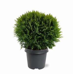 Thuja occidentalis 'Danica' 20/25 C. - afbeelding 3
