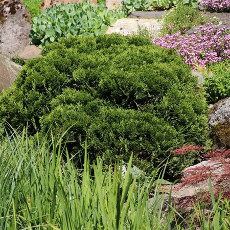 Thuja occidentalis 'Danica' 20/25 C. - afbeelding 12