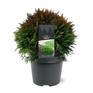 Thuja occidentalis 'Danica' 20/25 C. - afbeelding 11