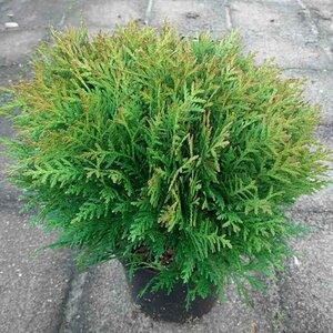 Thuja occidentalis 'Danica' 20/25 C.