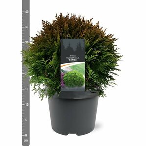 Thuja occidentalis 'Danica' 20/25 C. - afbeelding 10