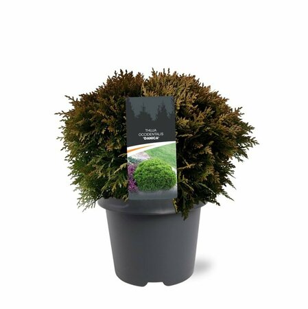 Thuja occidentalis 'Danica' 20/25 C. - afbeelding 2
