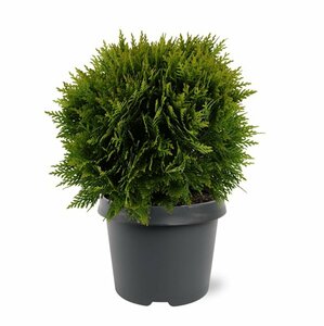 Thuja occidentalis 'Danica' 20/25 C. - afbeelding 8