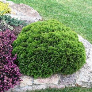 Thuja occidentalis 'Danica' 20/25 C. - afbeelding 7