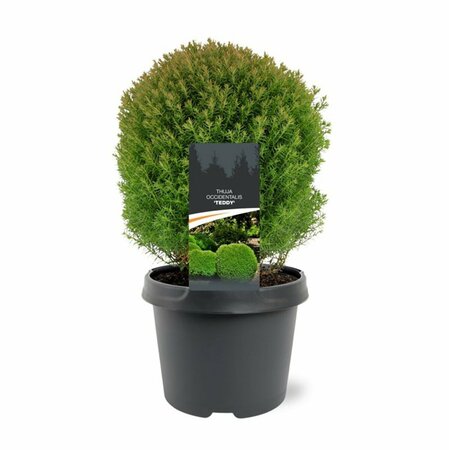 Thuja occidentalis 'Teddy' 20/25 C. - afbeelding 1