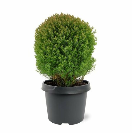 Thuja occidentalis 'Teddy' 20/25 C. - afbeelding 2