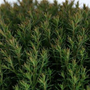 Thuja occidentalis 'Teddy' 20/25 C. - afbeelding 3