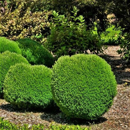 Thuja occidentalis 'Teddy' 20/25 C. - afbeelding 4