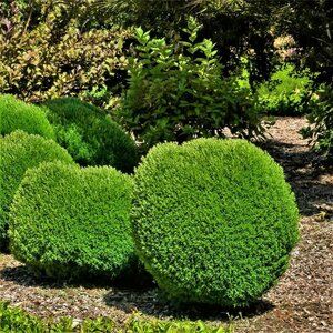 Thuja occidentalis 'Teddy' 20/25 C. - afbeelding 4